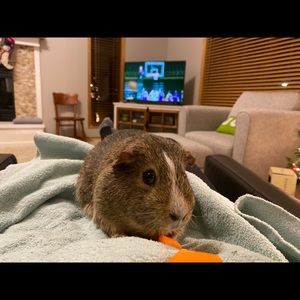 Meet your Posher, Bruce